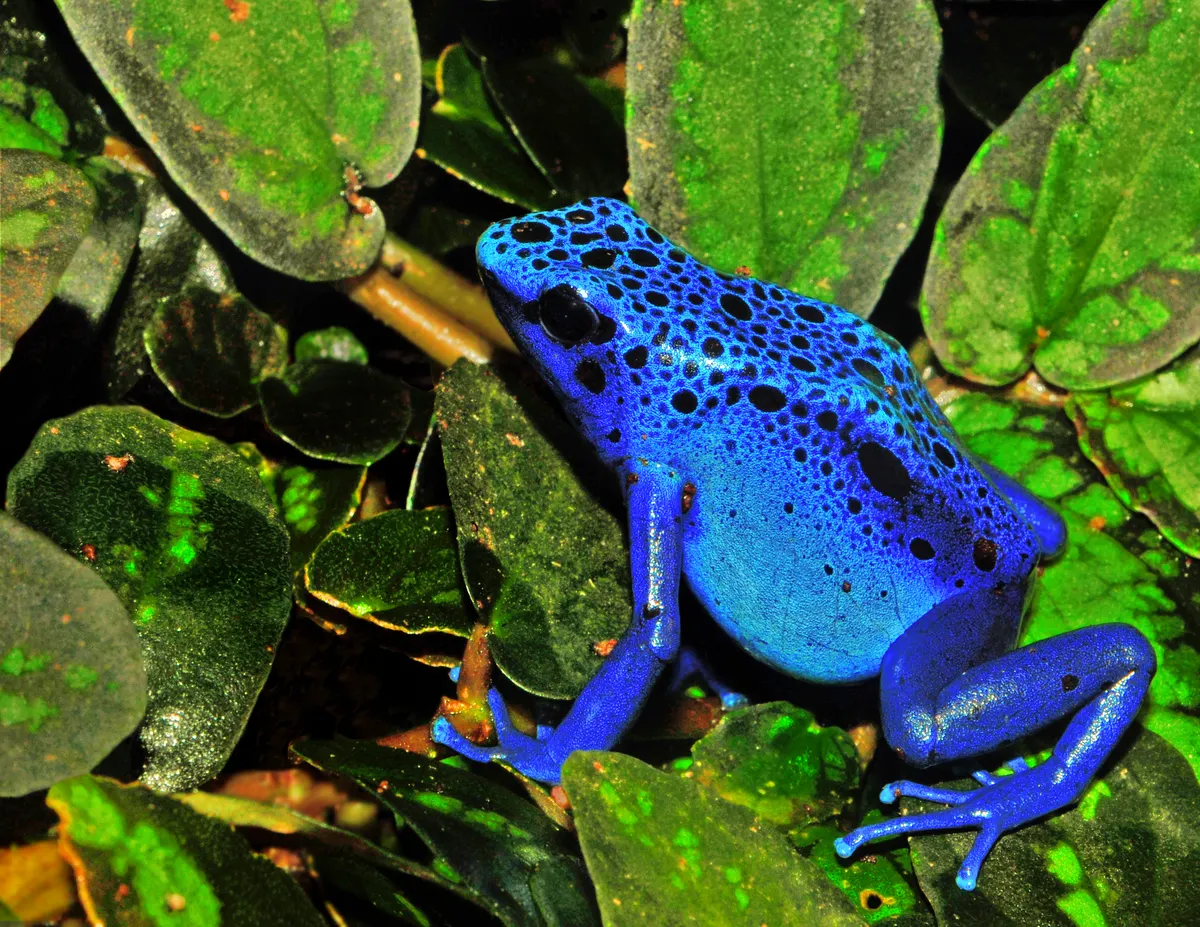 Blue poison dart frog with bright blue skin and black spots on a leaf