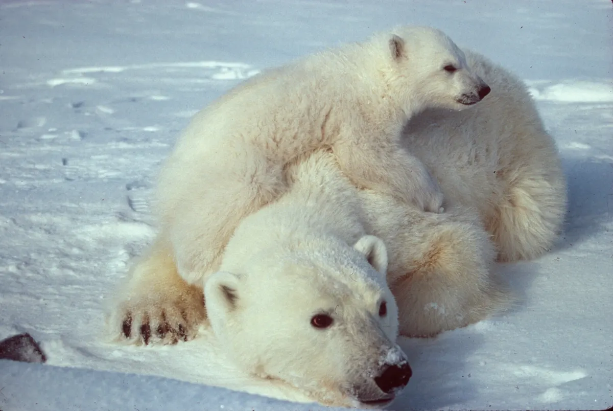 Polar bear mother with small cub on snow