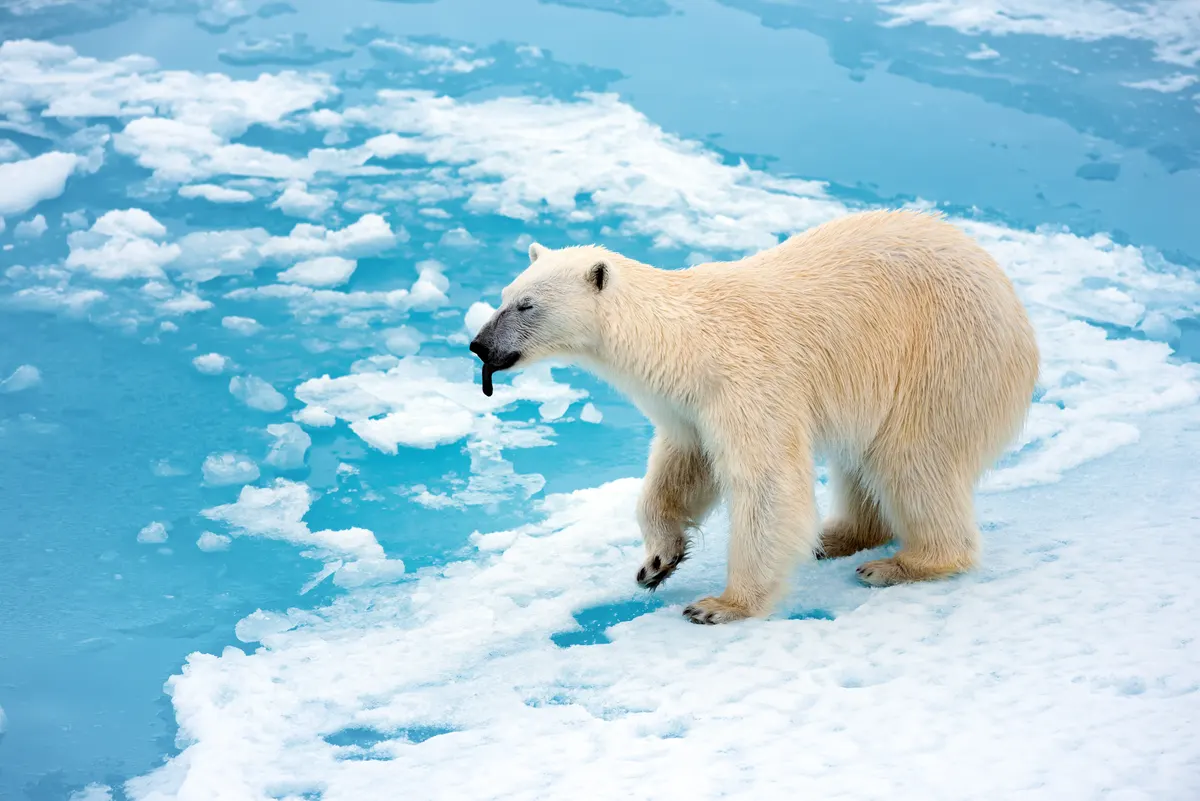 Close-up polar bear face with tongue visible