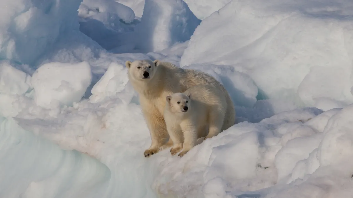 Polar bear mother with young cub on Arctic ice