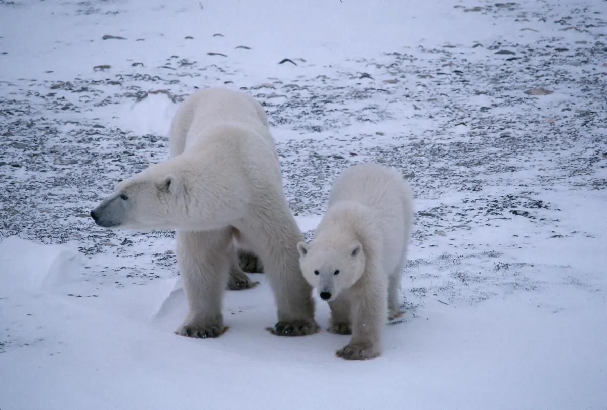 Two polar bears standing together on snow