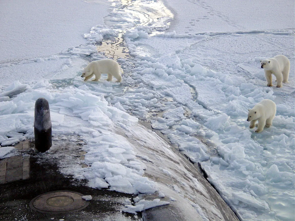Polar bears on sea ice in the high Arctic