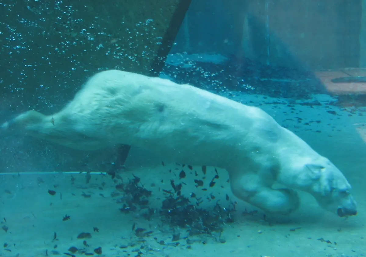 Polar bear swimming between ice floes in open water