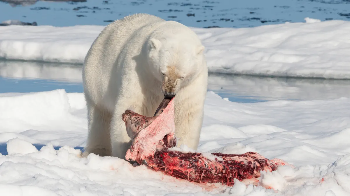 Polar bear with seal prey on Arctic ice