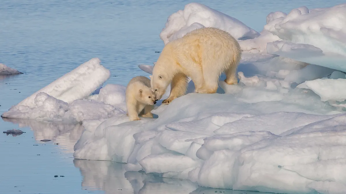Mother polar bear with cub on Arctic ice