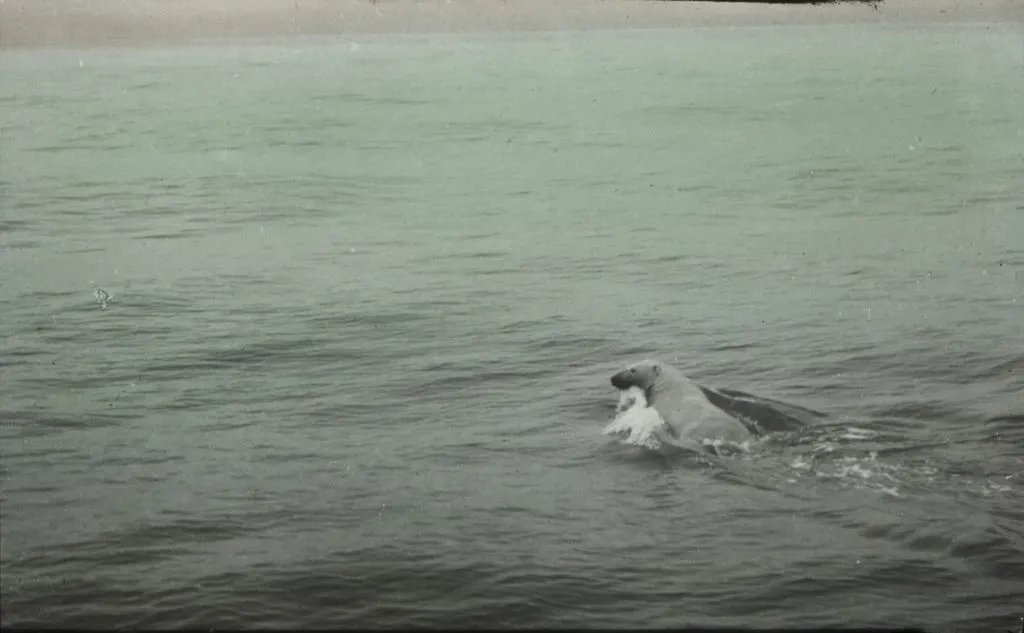 Polar bear swimming in open Arctic water