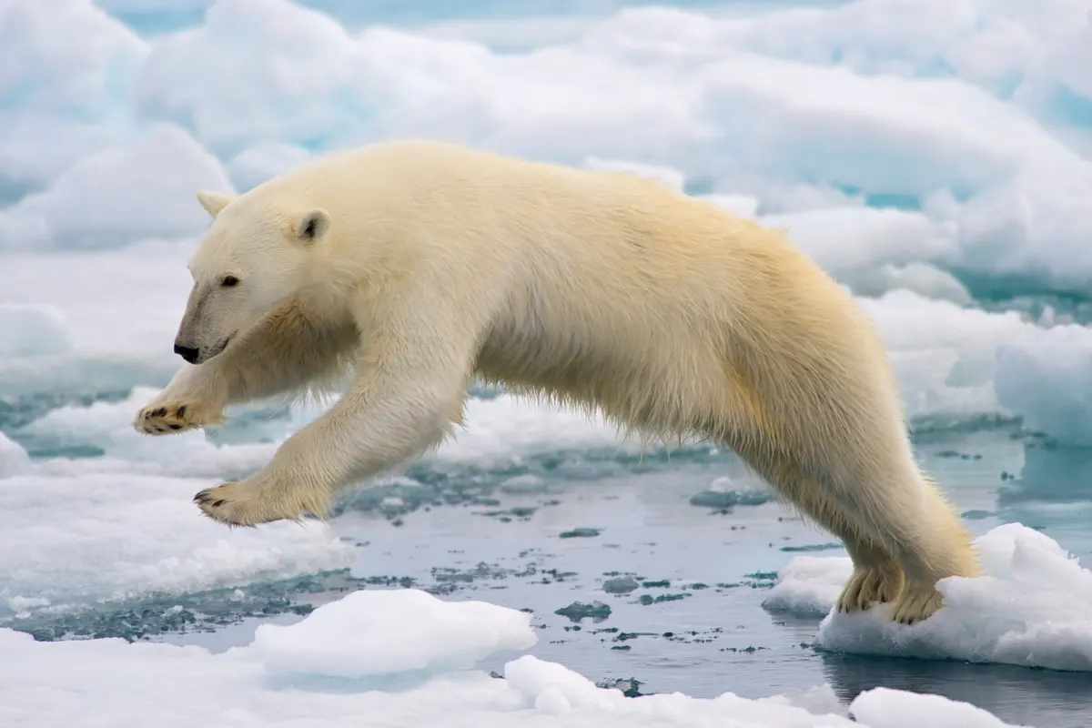 Polar bear standing on frozen sea ice