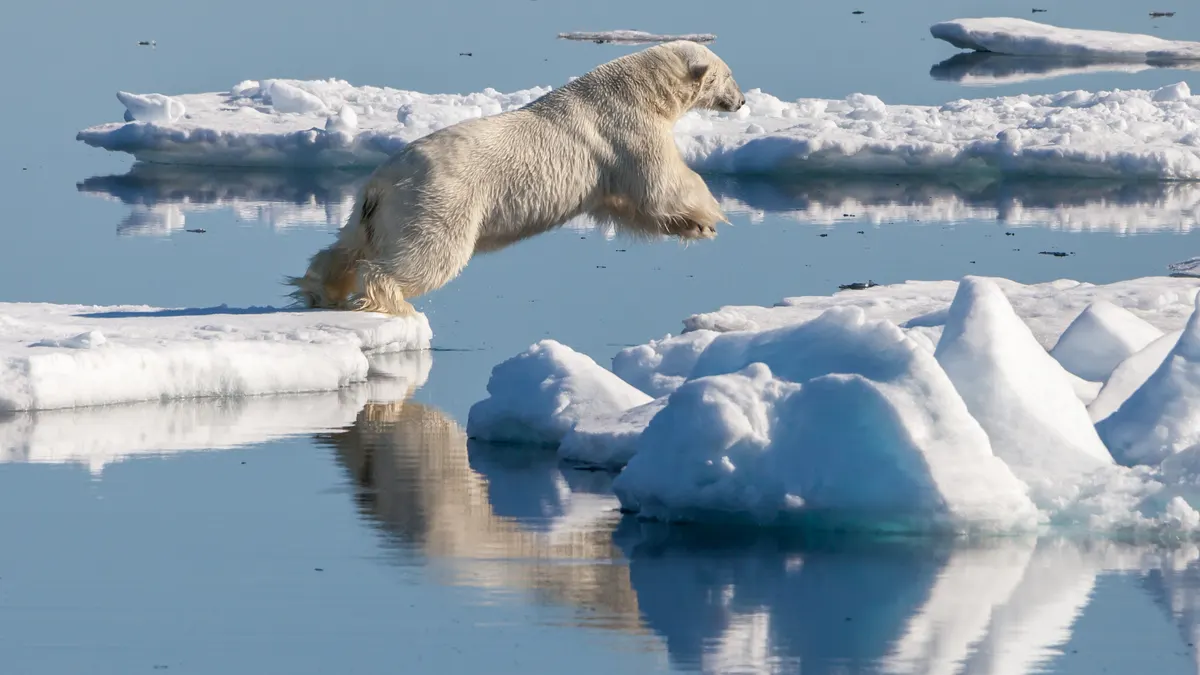 Polar bear walking on sea ice in the Arctic