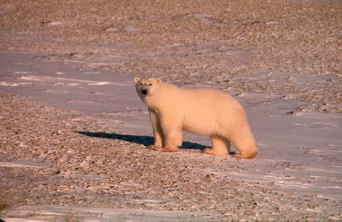 Polar bears on sea ice in the high Arctic