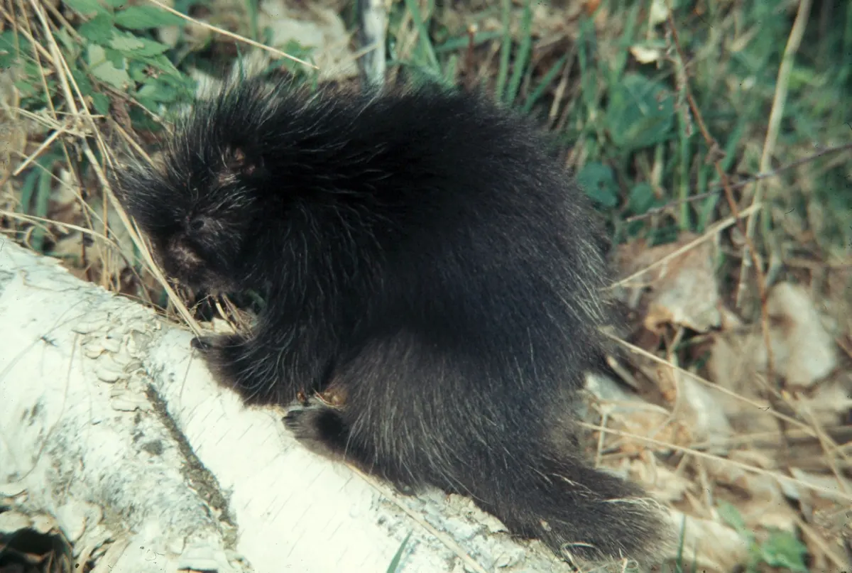 Baby North American porcupine standing on a log
