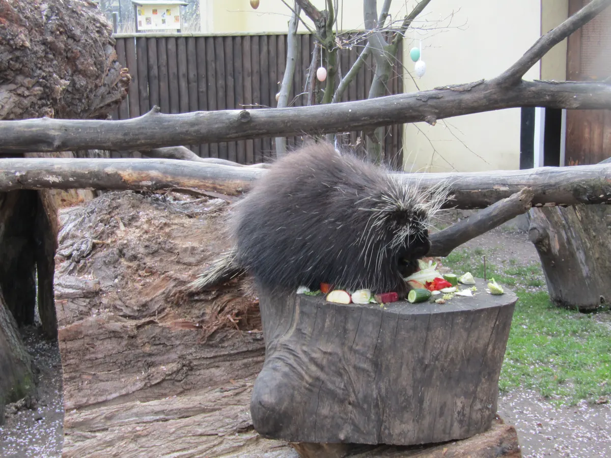 North American porcupine feeding on plant material