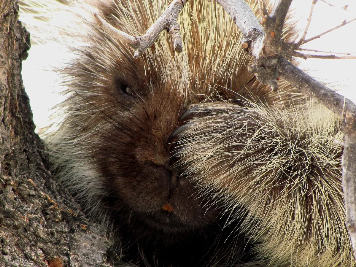 Alert North American porcupine facing the camera in wetland scrub