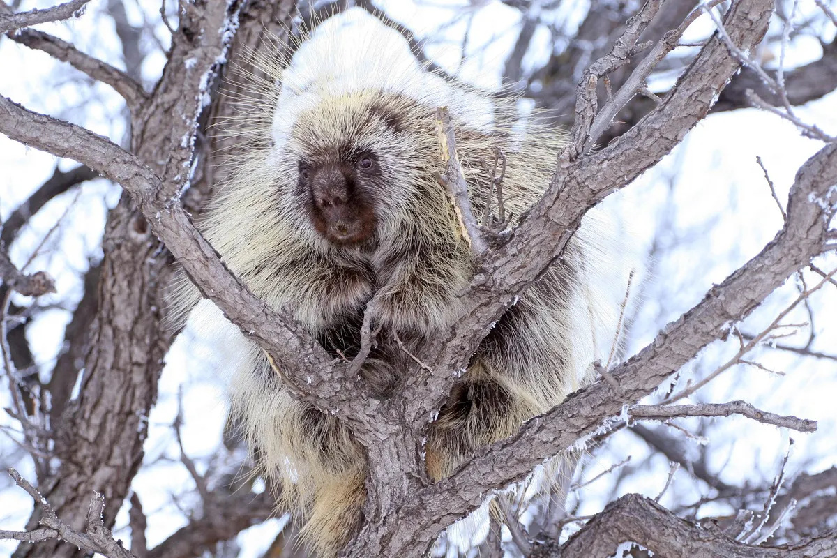 North American porcupine climbing a tree trunk in forest habitat