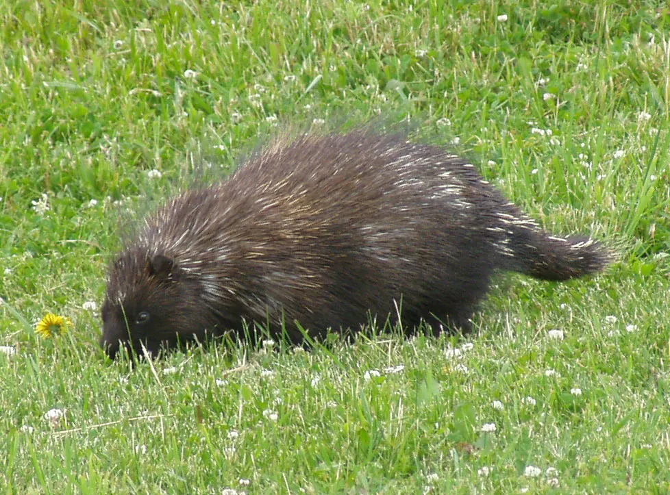 North American porcupine in Forillon National Park Quebec