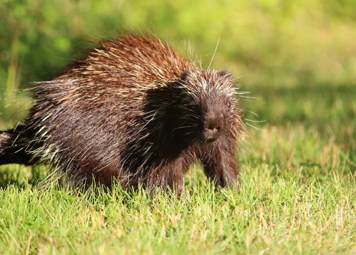 North American porcupine showing its head and quill-covered body