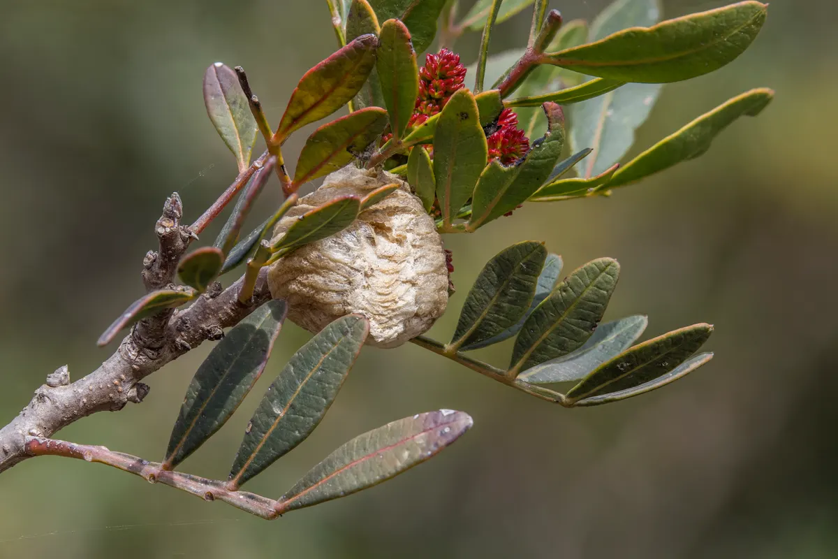 A protective frothy brown praying mantis ootheca attached to a twigs