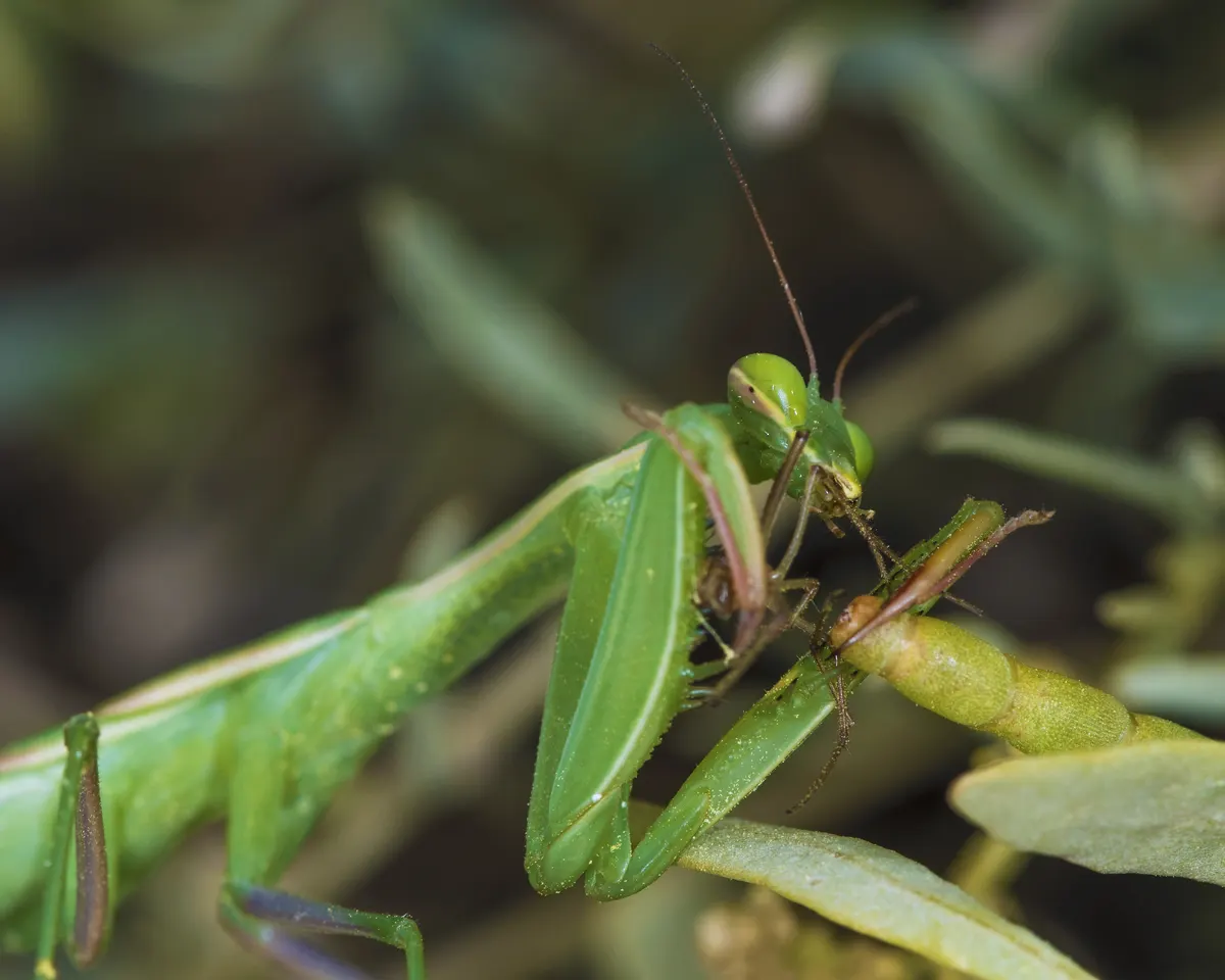 Close-up of a praying mantis's face showing large compound eyes and antennae