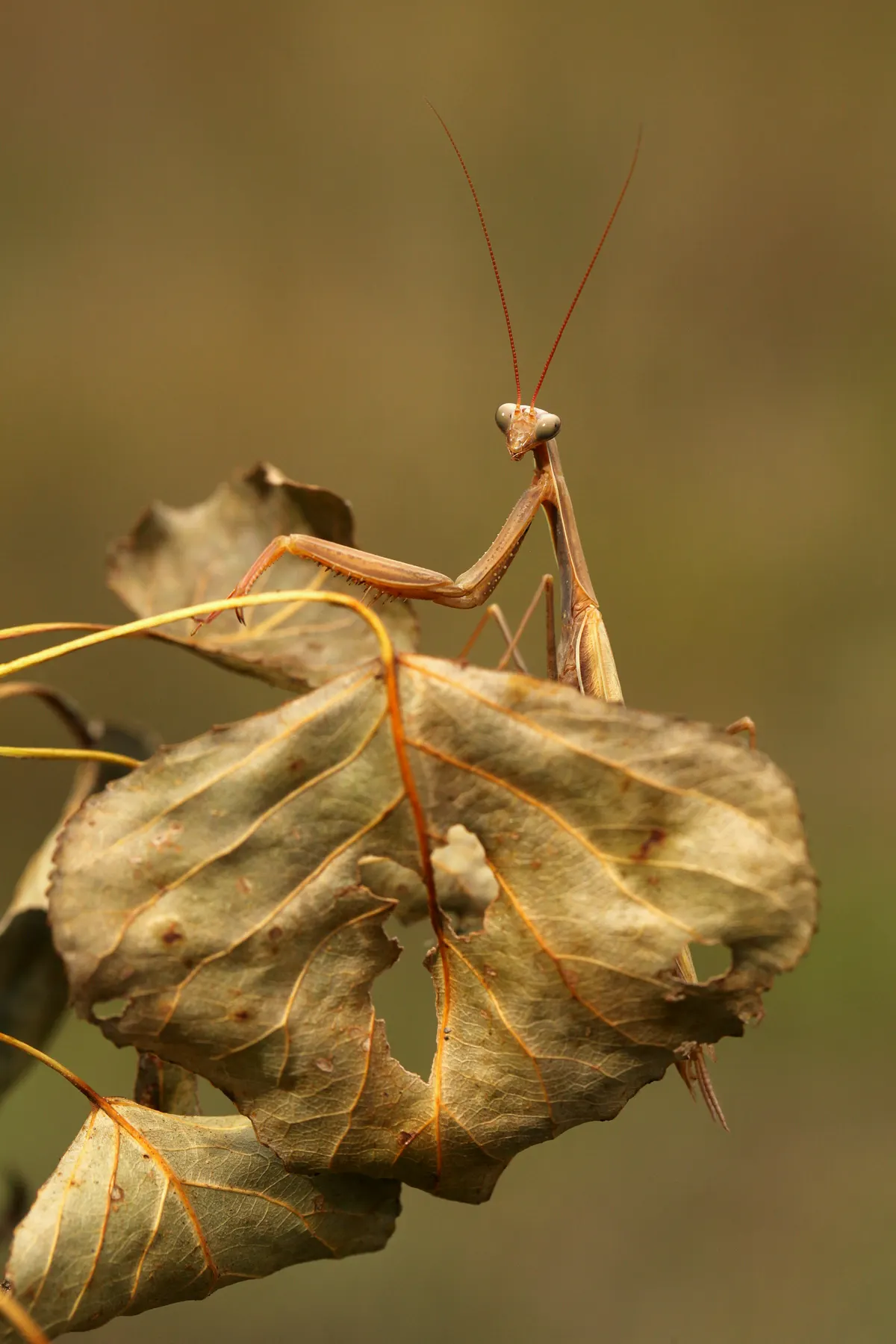 A tiny newly hatched mantis nymph climbing a green plant stem