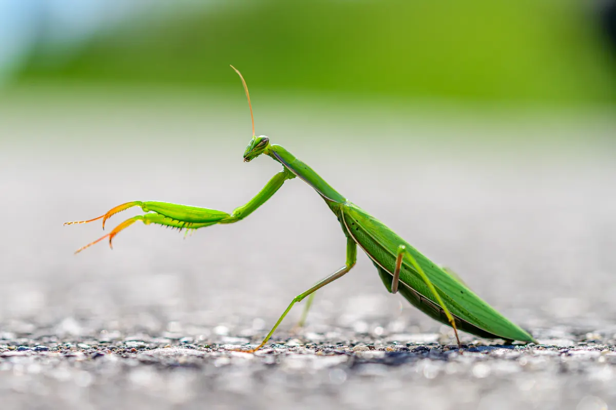 A praying mantis waiting patiently on a twig to strike