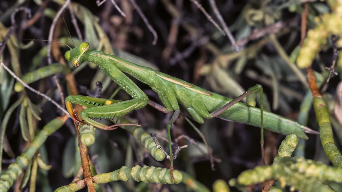 A praying mantis turning its head to look directly at the camera