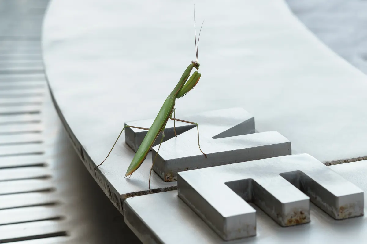 A green praying mantis standing alert on a leaf in a garden