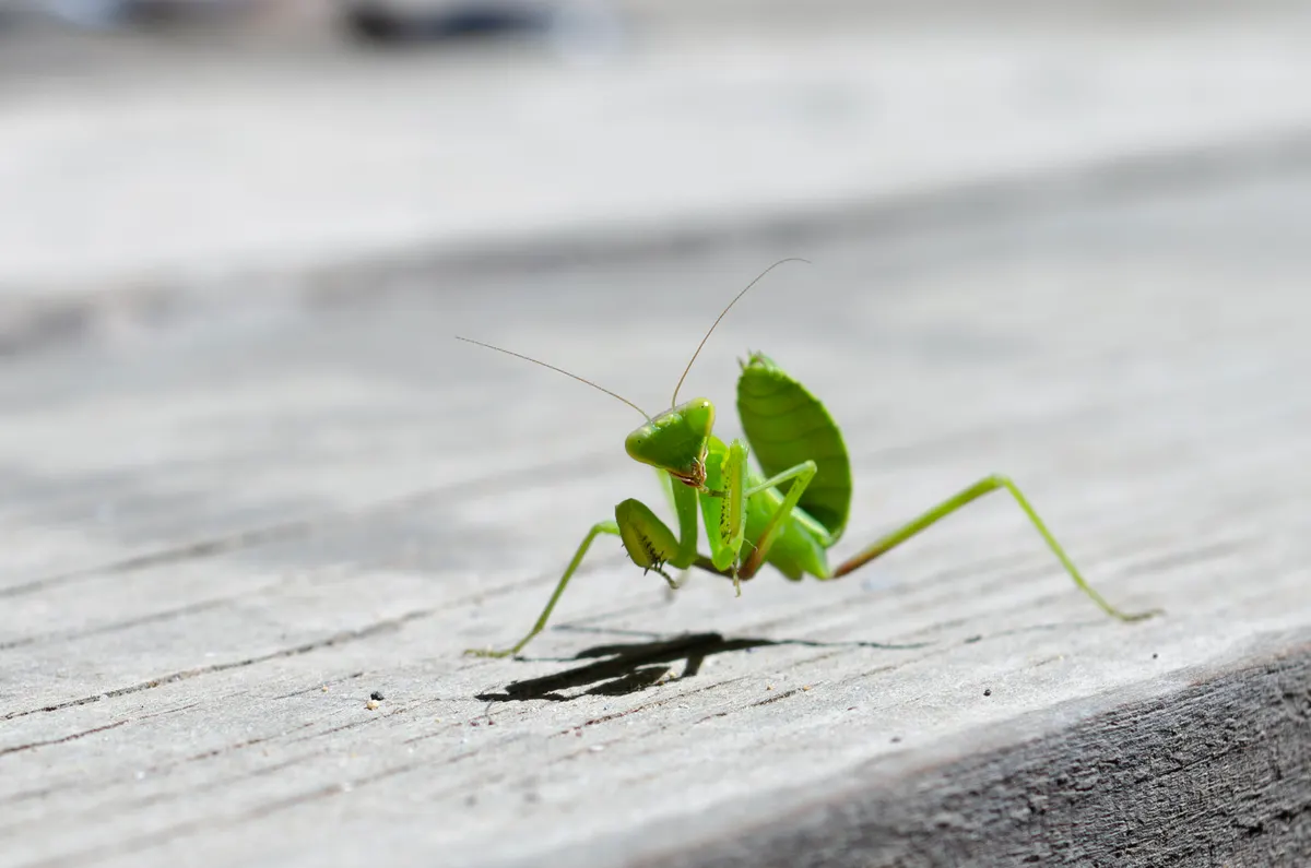 A brown praying mantis climbing green foliage