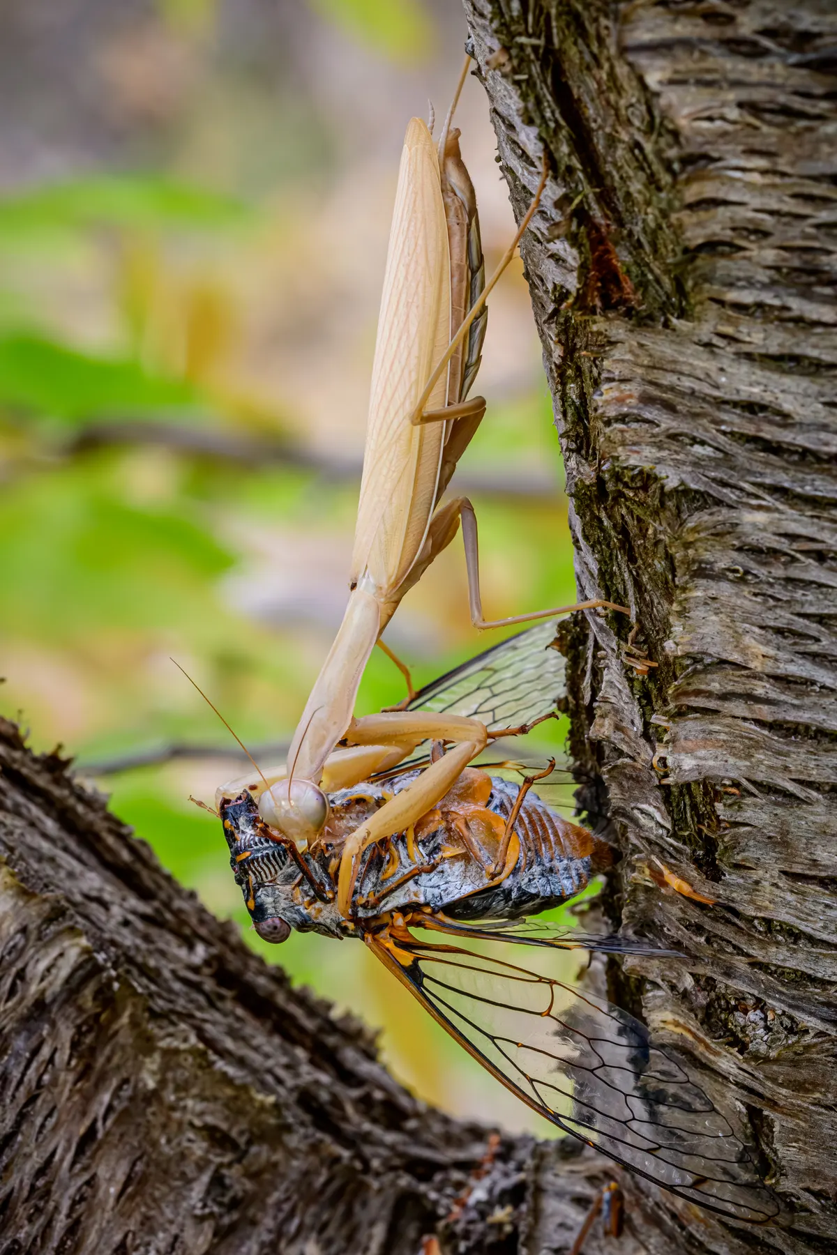 A praying mantis holding and eating a large cicada in its grasp