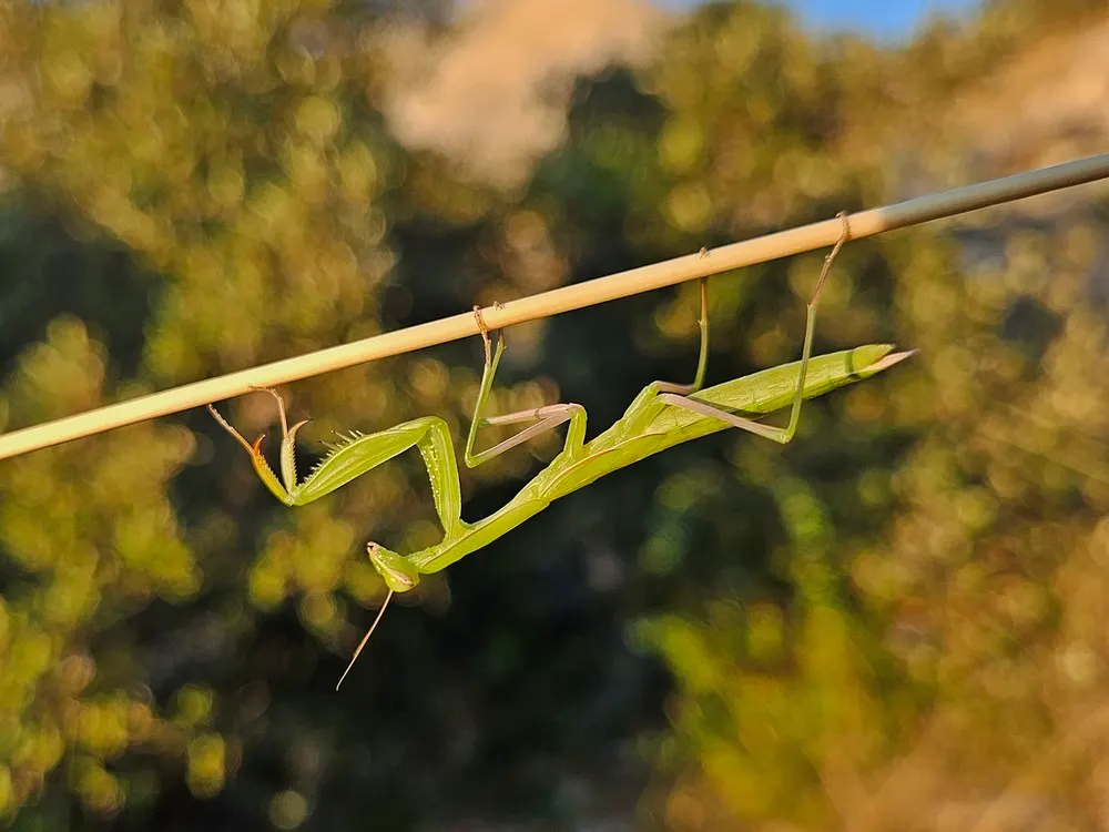 A tiny green praying mantis nymph resting on a stem