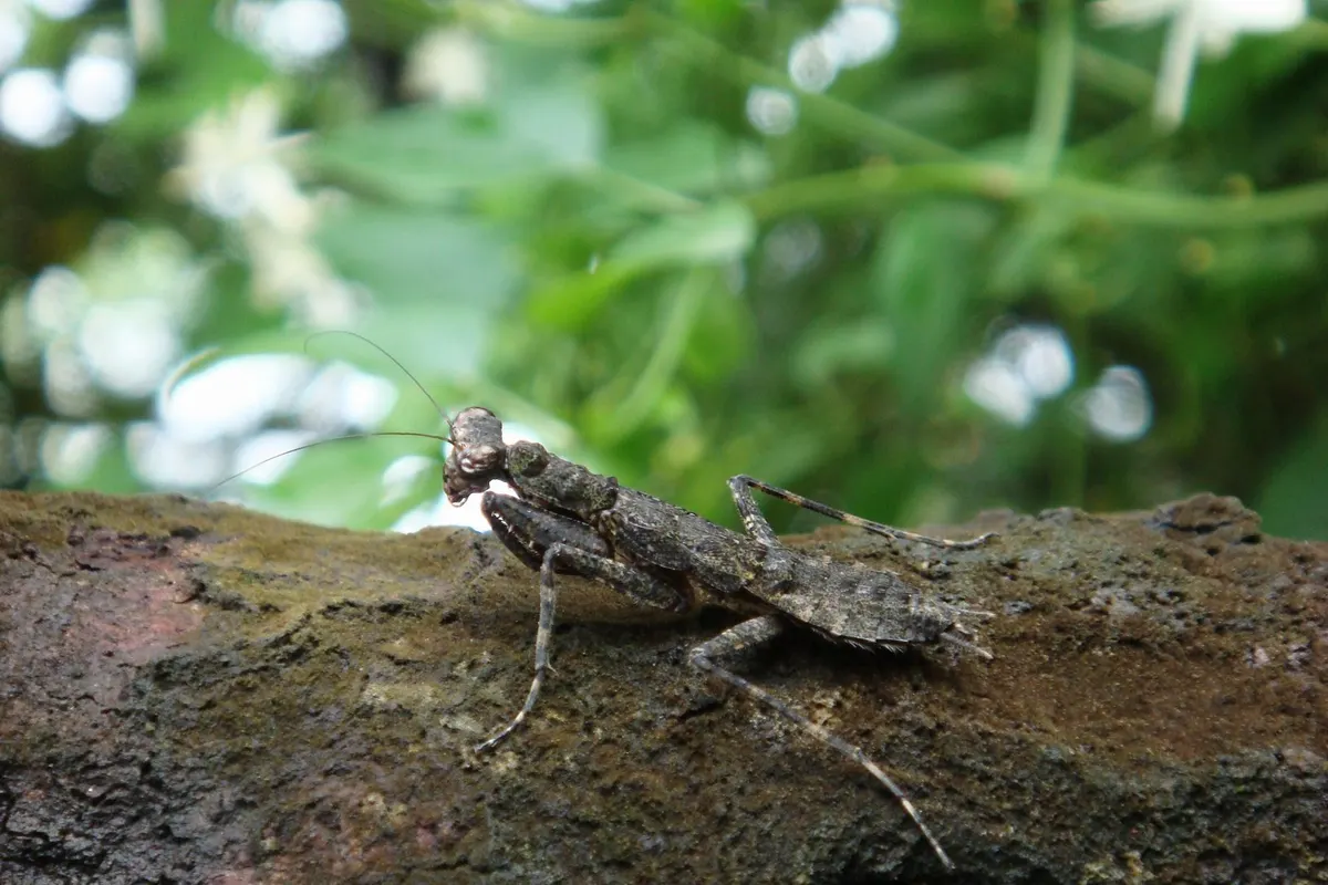 Praying mantis camouflaged among green leaves and stems