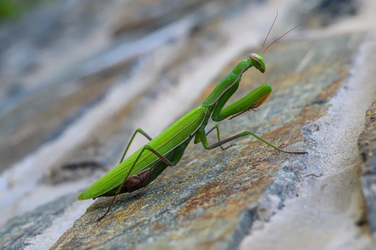 Praying mantis blending in with dry grasses in its natural grassland habitat