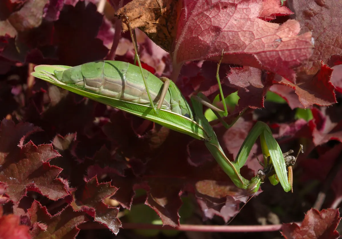A close-up of a green praying mantis perched on a branch