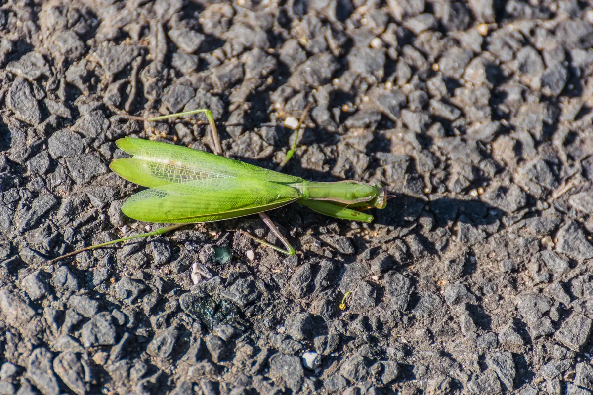 A brown praying mantis crawling upward on a thin twig