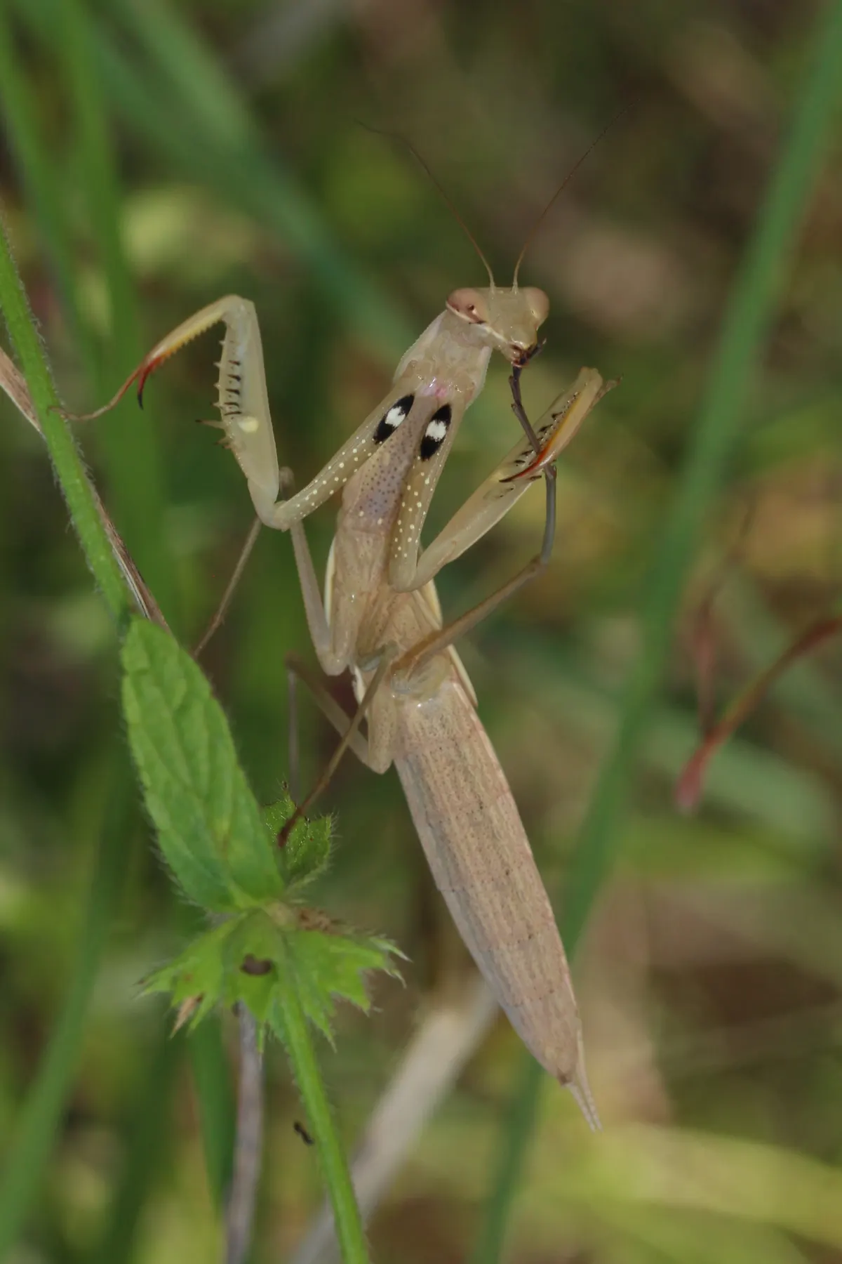 A green praying mantis showing its body length on a vertical flower bud