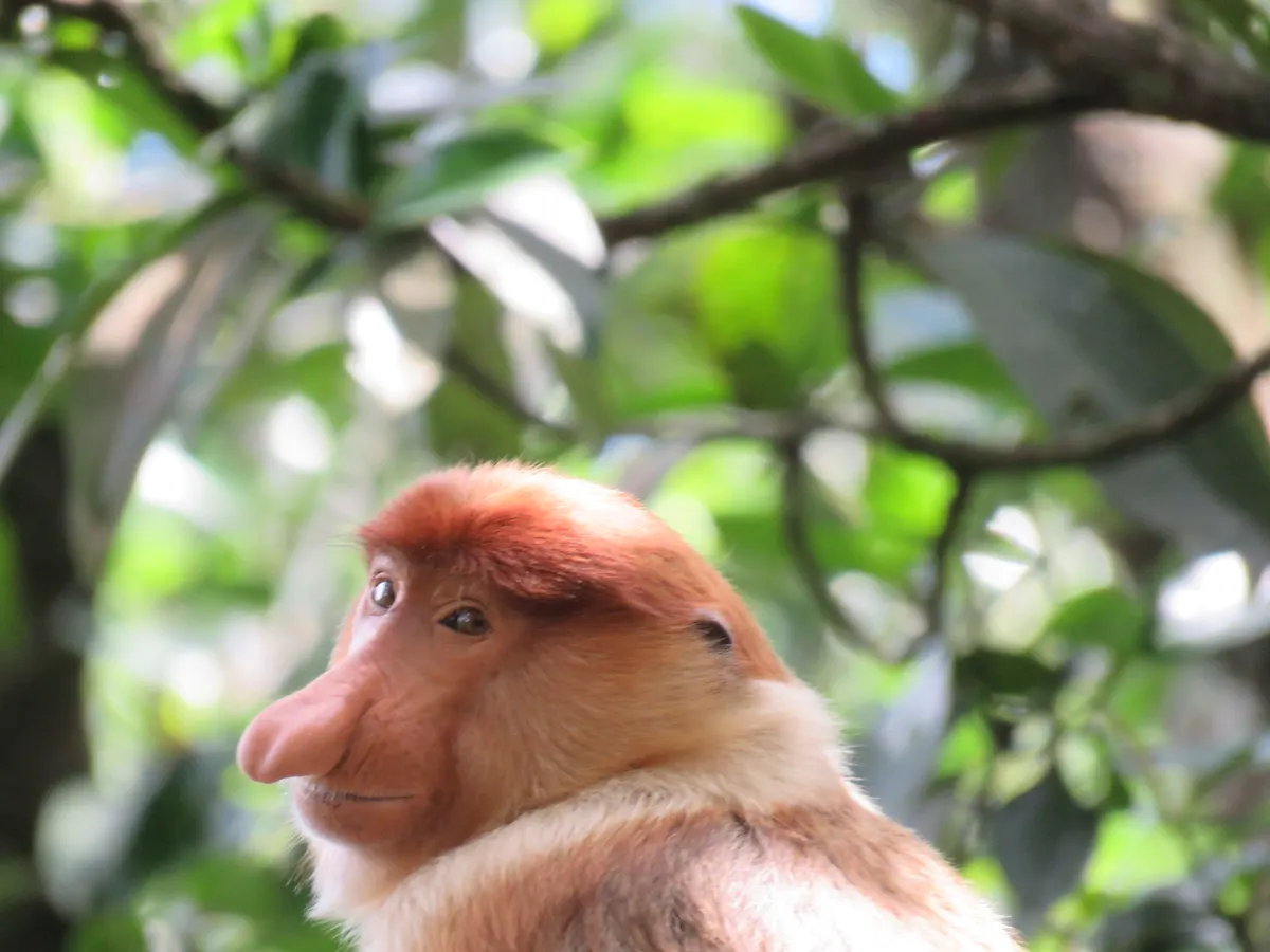 Proboscis monkey among leaves