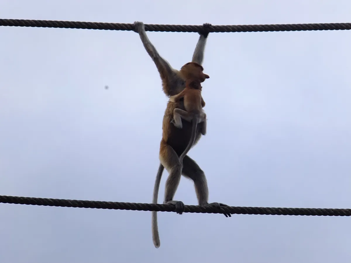 Proboscis monkey hanging by its arms while crossing a rope bridge