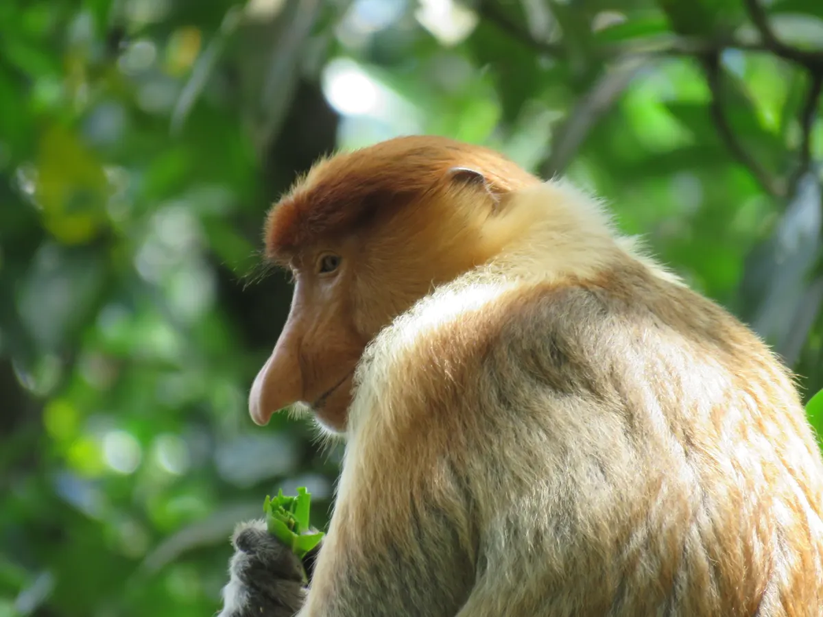 Proboscis monkey in dense riverine forest canopy