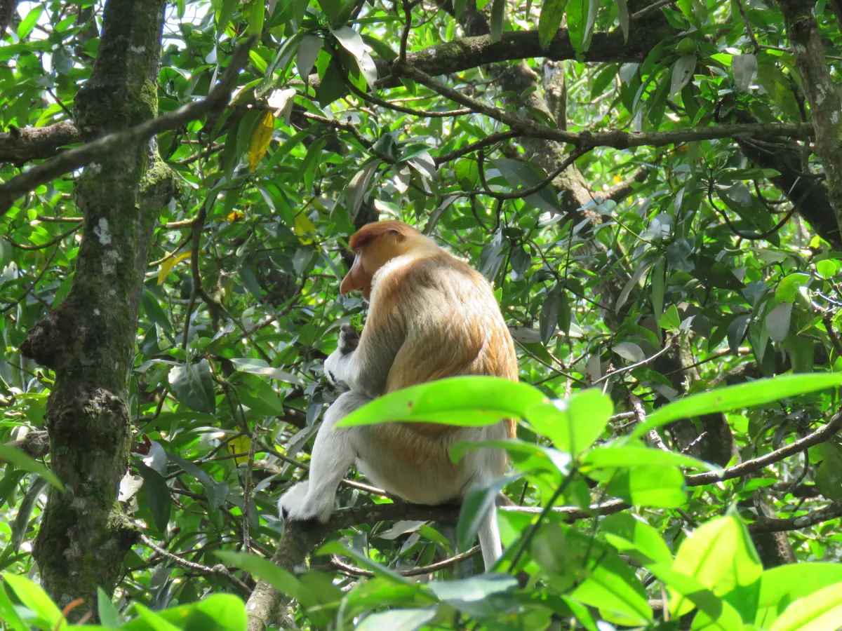 Proboscis monkey in riverside vegetation
