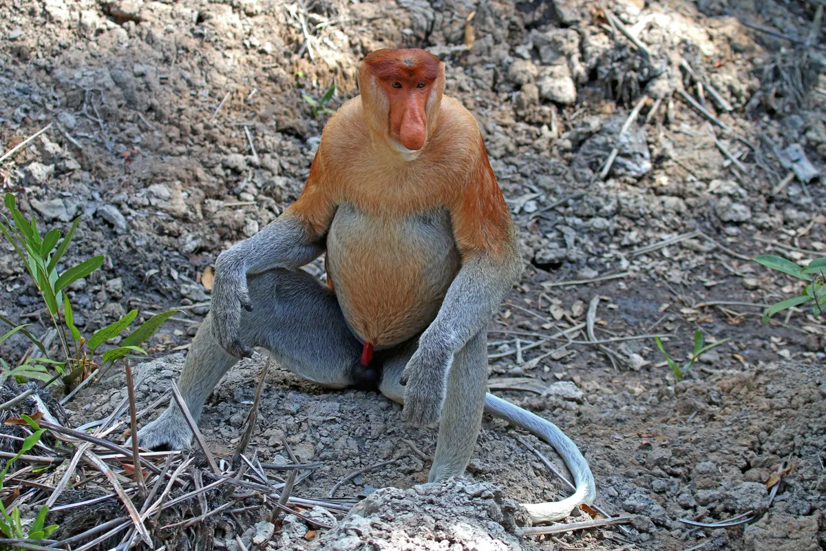 Male proboscis monkey with a large pendulous nose and reddish coat