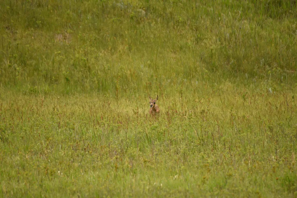 Pronghorn fawn crouching low in prairie vegetation