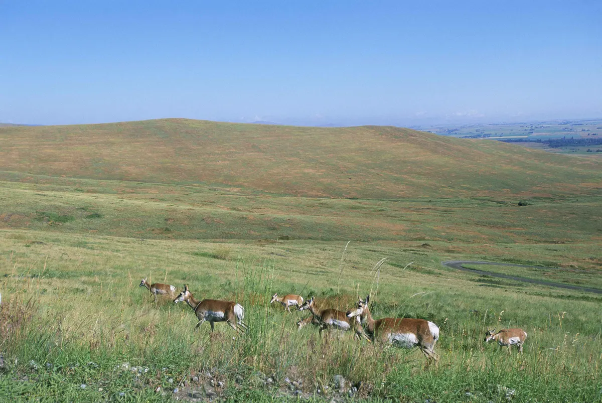 Several pronghorns grazing with hills in the background
