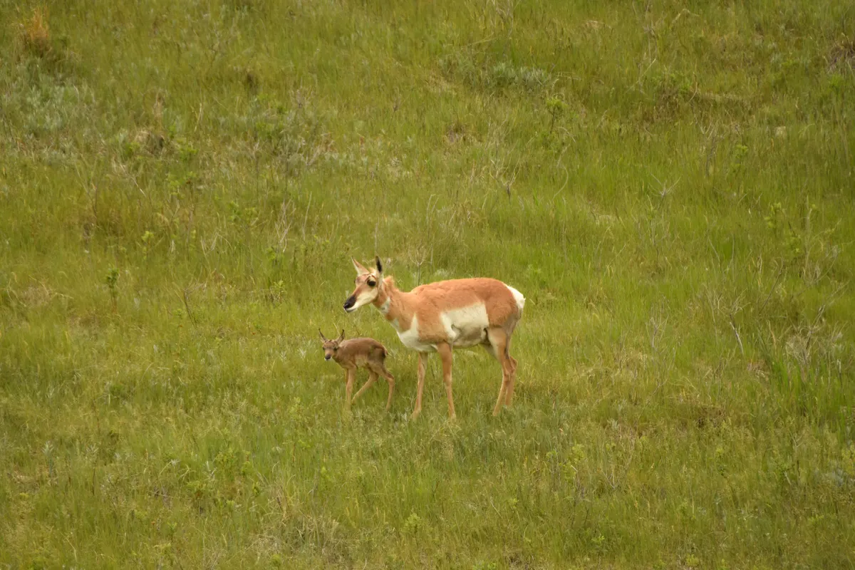 Pronghorn doe standing closely with her fawn