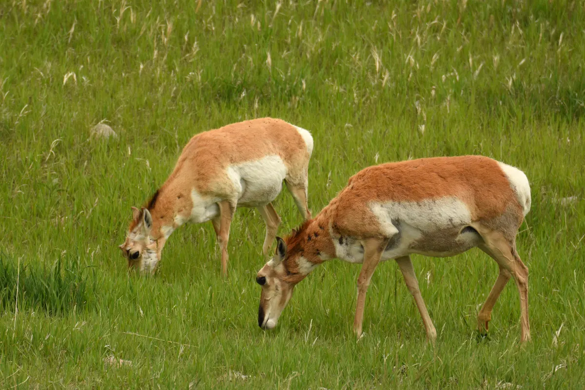Pronghorn does grazing across short-grass prairie