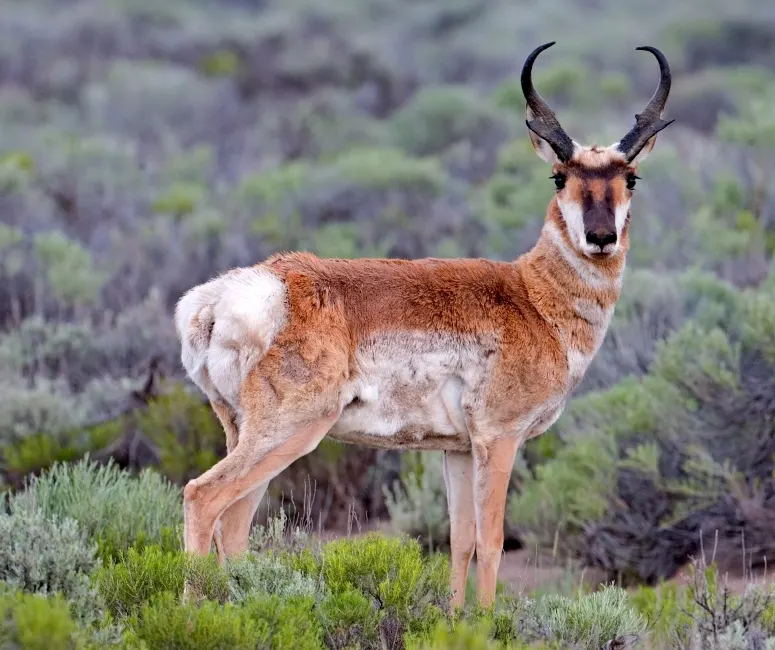 Pronghorn standing alert in Oregon sagebrush habitat