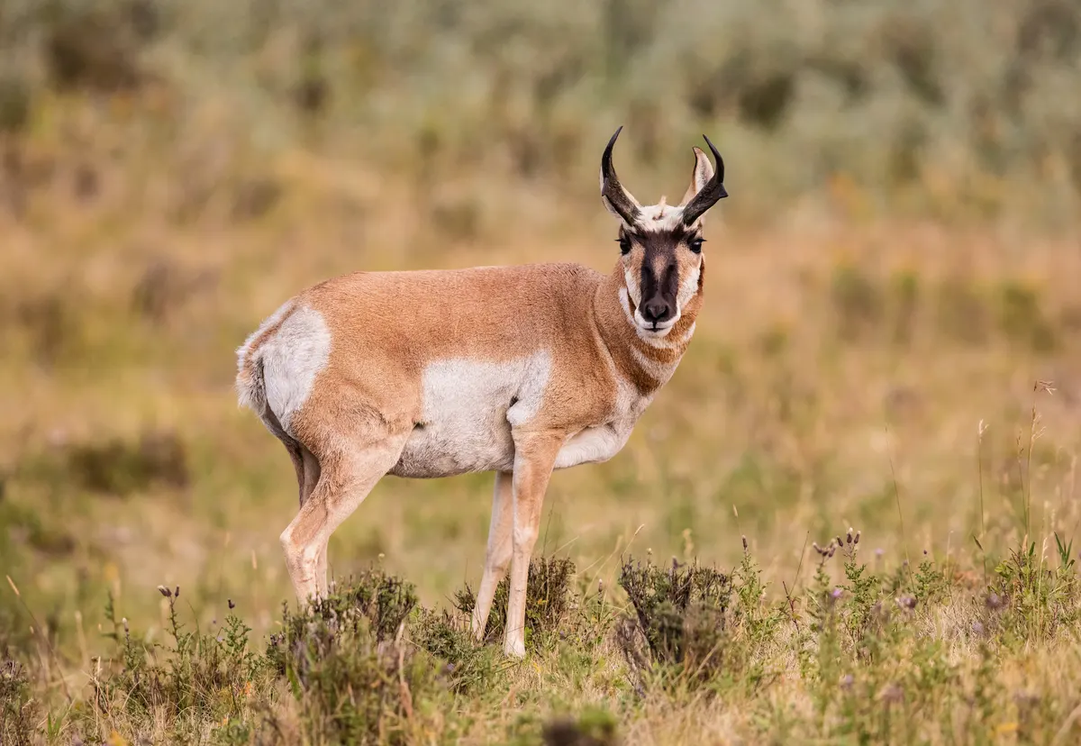 Adult pronghorn standing in Yellowstone grassland