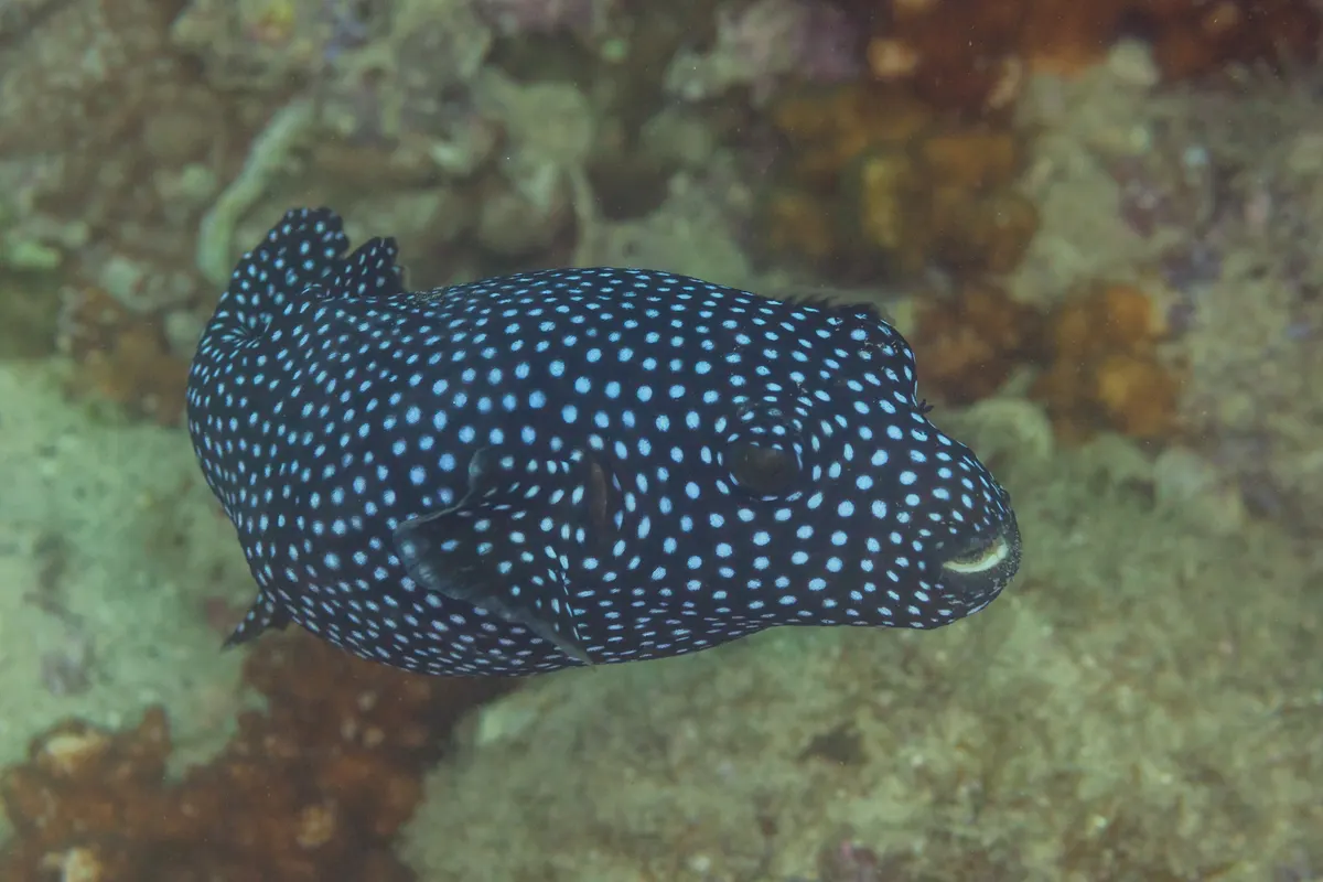 Small guinea fowl pufferfish on a reef