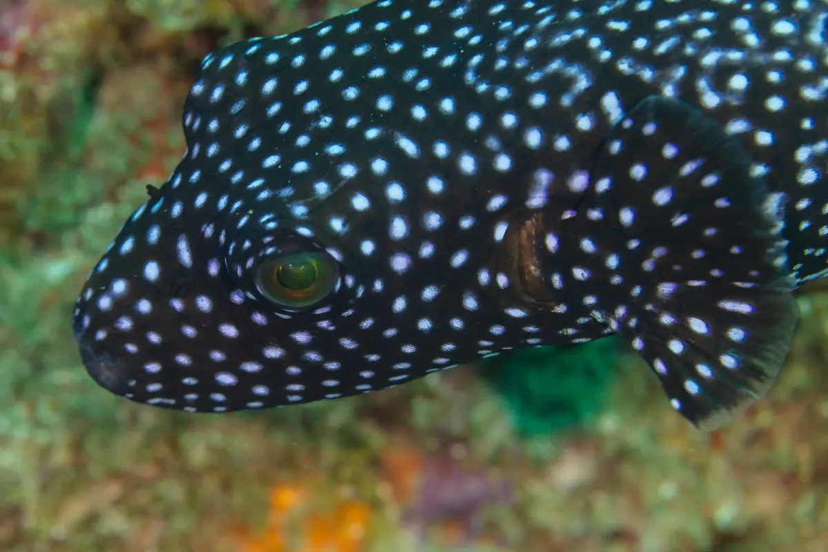 Close-up of a guinea fowl pufferfish face and spots