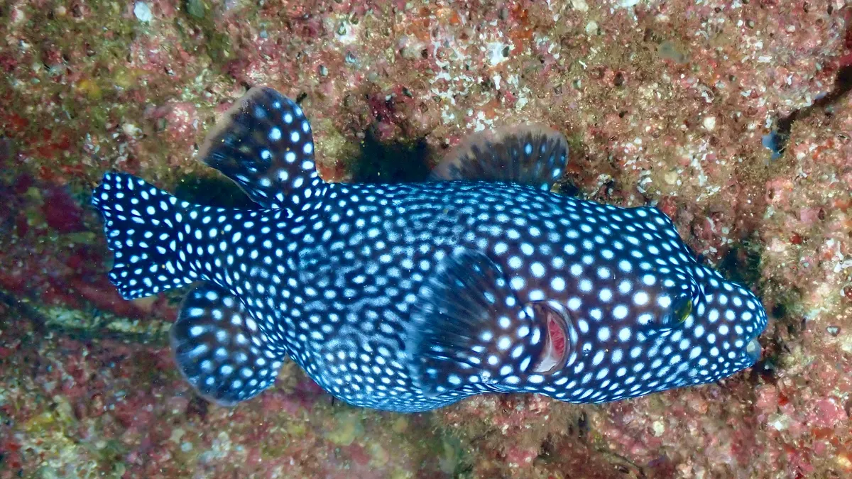 Young guinea fowl pufferfish on a tropical reef