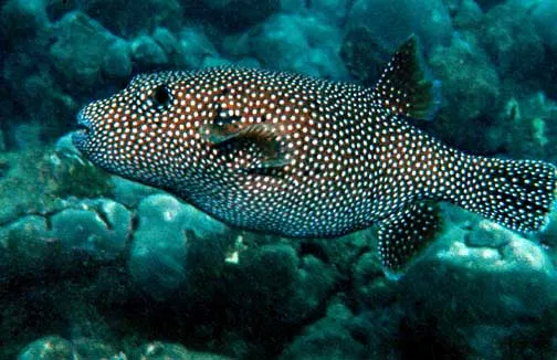 Guinea fowl pufferfish searching for food on a reef