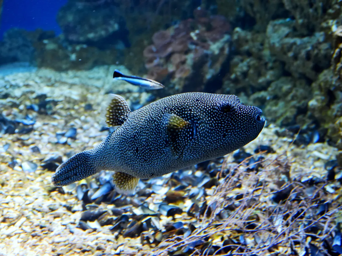 Guinea fowl pufferfish over tropical reef habitat