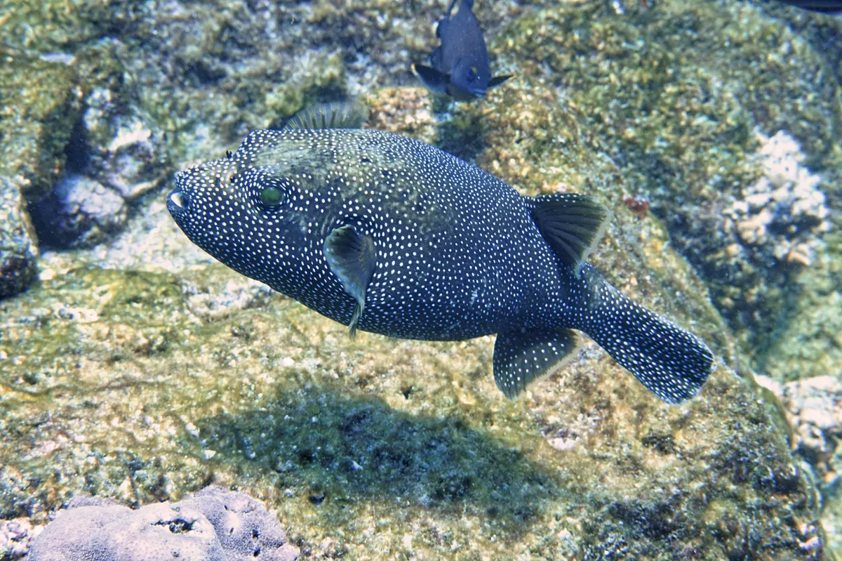 Guinea fowl pufferfish in Galápagos reef waters